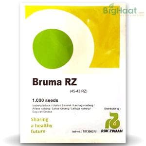 BRUMA RZ (45-43) ICEBERG LETTUCE