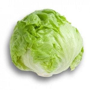 BRUMA RZ (45-43) ICEBERG LETTUCE