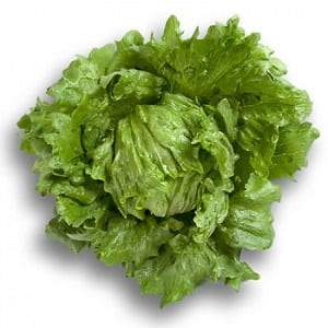 BRUMA RZ (45-43) ICEBERG LETTUCE