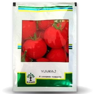 BSS 1006 (YUVRAJ) TOMATO ( युवराज टमाटर )