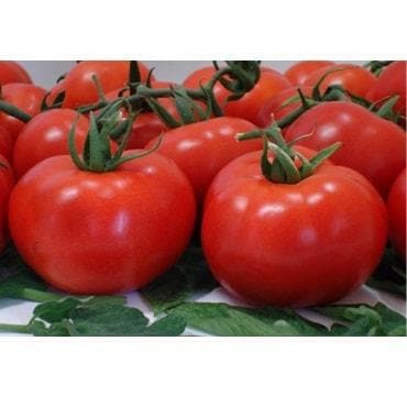 BSS 1006 (YUVRAJ) TOMATO ( युवराज टमाटर )