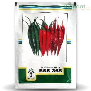 KALASH BSS 365 CHILLI SEEDS