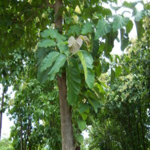 PIONEER AGRO BURMA TEAK WOOD TREE (SEEDS)