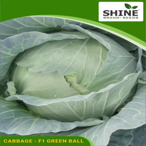 SHINE CABBAGE F1 GREEN BALL SEEDS