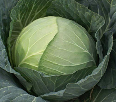 INDUS CABBAGE JUHI HYBRID SEEDS