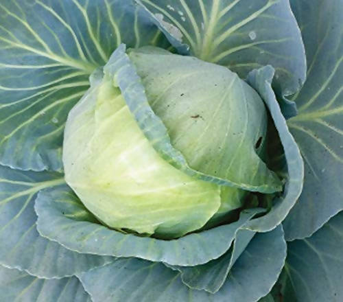 INDUS CABBAGE JUHI HYBRID SEEDS