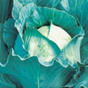 QUISTO CABBAGE