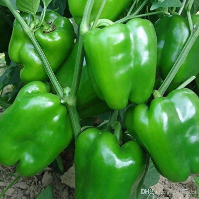 INDUS CAPSICUM 1201 GREEN SEEDS (SHIMLA MIRCH)