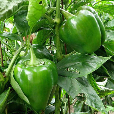 INDUS CAPSICUM 1201 GREEN SEEDS (SHIMLA MIRCH)