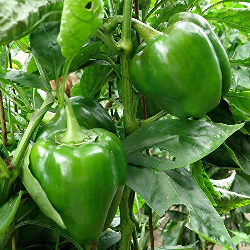 INDUS CAPSICUM 1201 GREEN SEEDS (SHIMLA MIRCH)