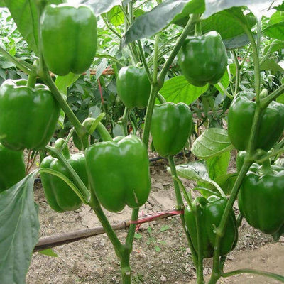 INDUS CAPSICUM 1201 GREEN SEEDS (SHIMLA MIRCH)