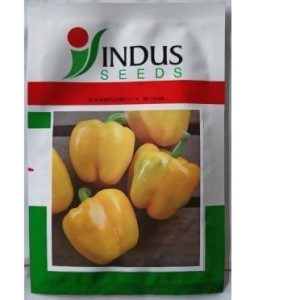 INDUS CAPSICUM 1504 HYBRID YELLOW SEEDS (SHIMLA MIRCH)