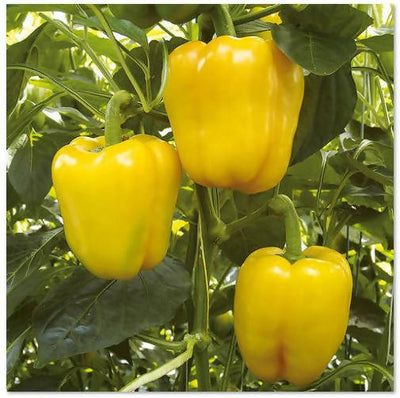 INDUS CAPSICUM 1504 HYBRID YELLOW SEEDS (SHIMLA MIRCH)