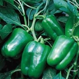 INDRA HYBRID CAPSICUM SEEDS