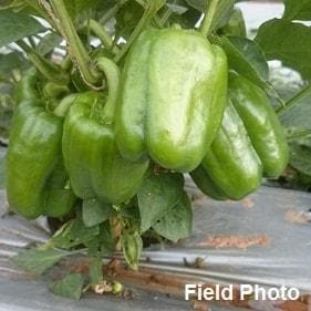 INDRA HYBRID CAPSICUM SEEDS