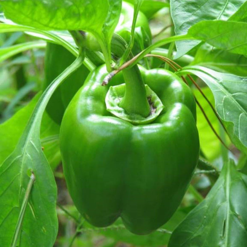 URJA INDRANI - CAPSICUM SEEDS