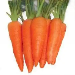 Ns 854 F1 Carrot Seeds