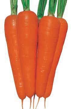 NEW KURODA CARROT