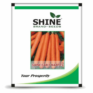 SHINE CARROT SHINE EARLY NANTES IMPORTED SEEDS