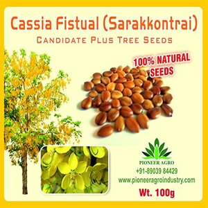 CASSIA FISTULA (TREE SEED)