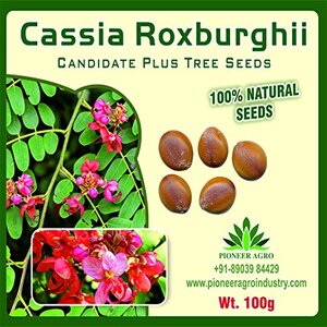 PIONEER AGRO CASSIA ROXBURGHII TREE (SEED)