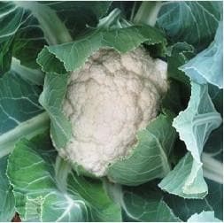 SNOW WHITE CAULIFLOWER