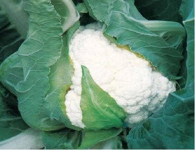 SHENTHA CAULIFLOWER