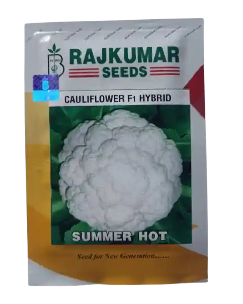 CAULIFLOWER SUMMER STAR - RAJKUMAR SEEDS