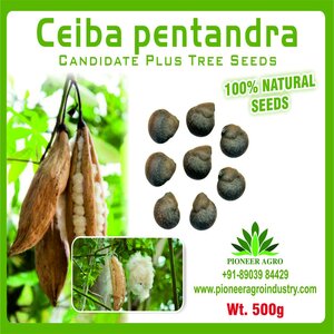 PIONEER AGRO CEIBA PENTANDRA TREE (SEED)