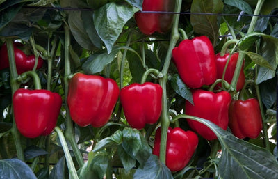 CELIN CAPSICUM