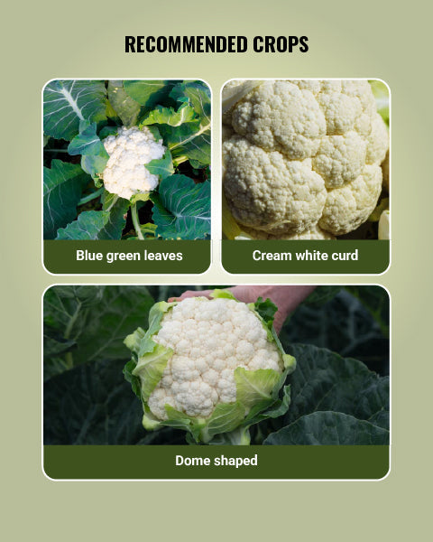CFL 1522 Cauliflower Seeds