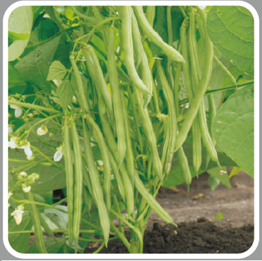 SEVILLE BEANS