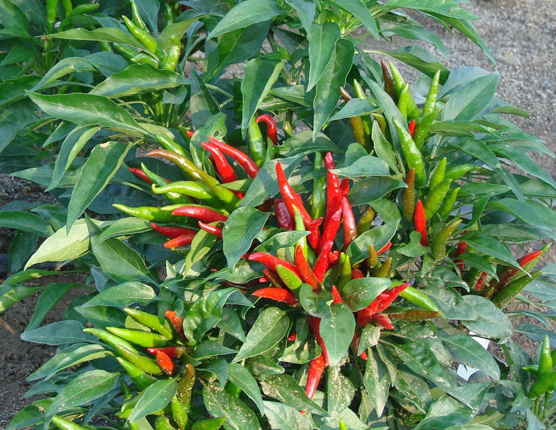 URJA CHILLI G4