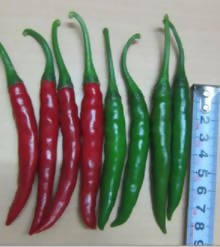 UJJWAL CHILLI 4G F1 HYBRID SEEDS