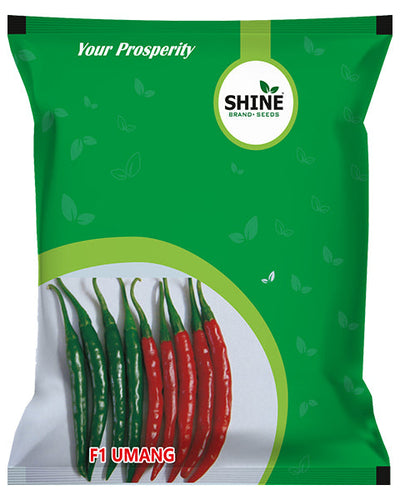 SHINE CHILLI UMANG F1 HYBRID SEEDS