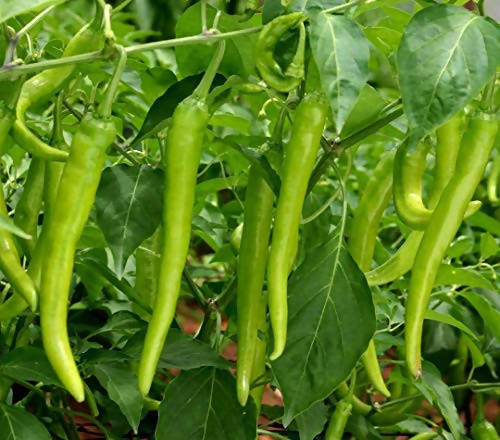 INDUS CHILLI JALSA 3 HYBRID SEEDS