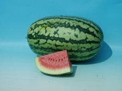 CHIRAG WATER MELON