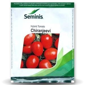 CHIRANJEEVI TOMATO ( चिरंजीवी टमाटर )