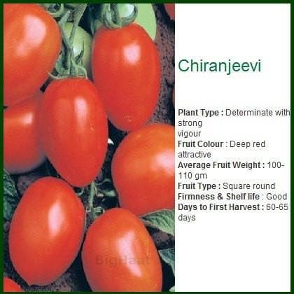 CHIRANJEEVI TOMATO ( चिरंजीवी टमाटर )