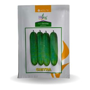 CHITRA CUCUMBER