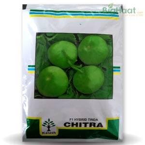 CHITRA TINDA SEEDS