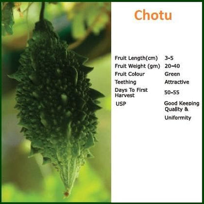 CHOTU BITTER GOURD SEEDS ( छोटू करेला )