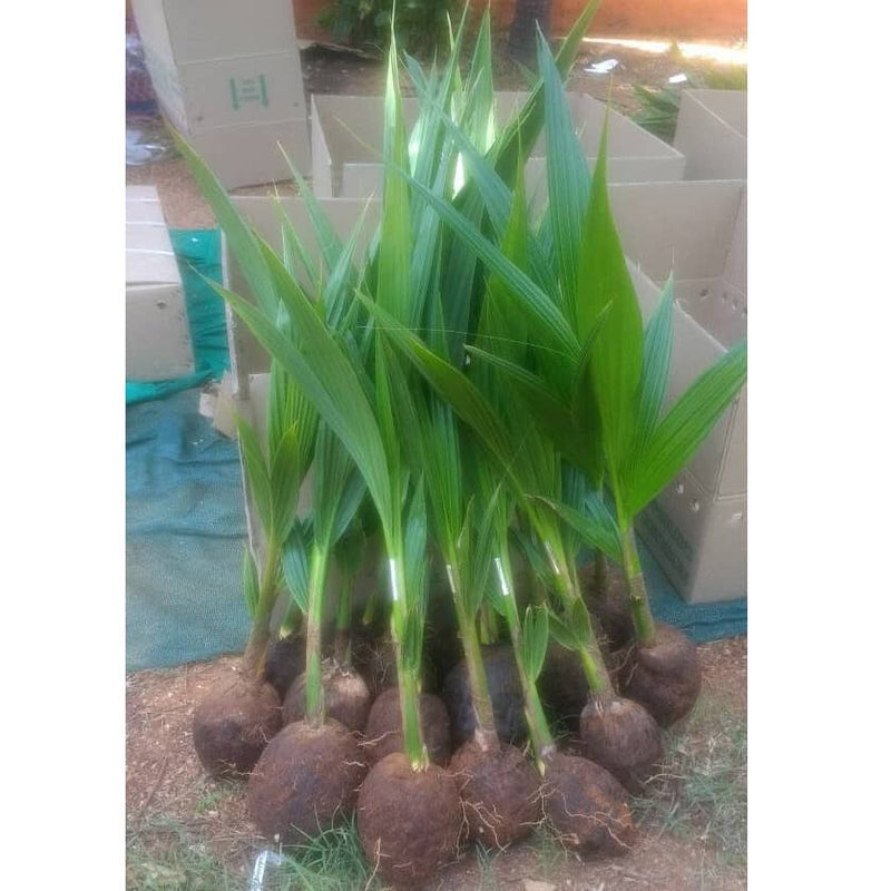 DEEJAY SAMPOORNA HYBRID COCONUT SEEDLINGS