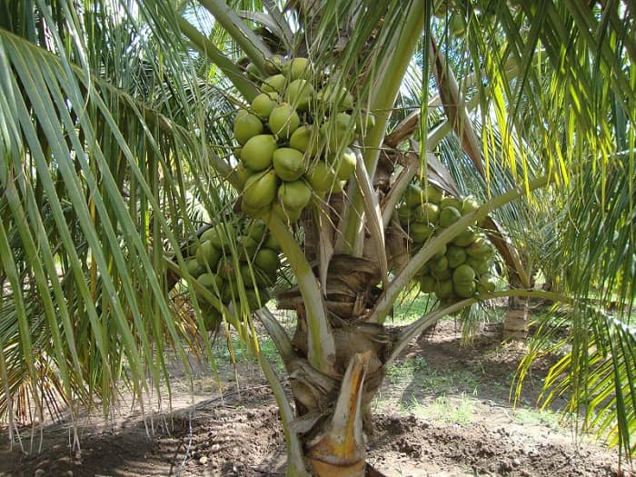 DEEJAY SAMPOORNA HYBRID COCONUT SEEDLINGS