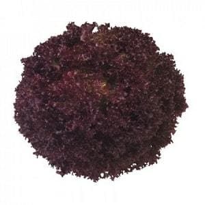 CONCORDE RZ (85-53) RED LEAFY LETTUCE