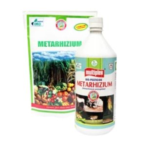 MULTIPLEX METARHIZIUM (METARHIZIUM ANISOPLIAE) LIQUID ( मल्टीप्लेक्स मेटारिज़ियम लिक्विड )