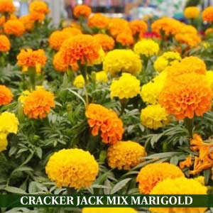 CRACKER JACK MIX MARIGOLD