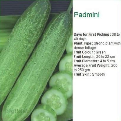 PADMINI CUCUMBER