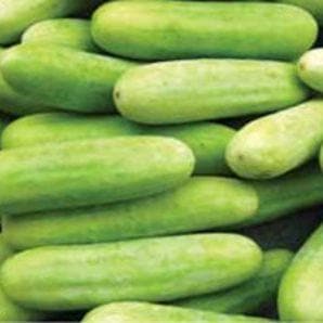 US 800 CUCUMBER