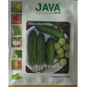 JAVA CUCUMBER VICTORIA F1 HYBRID SEEDS